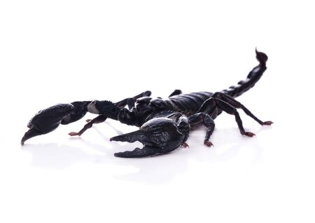 Giant Asian black scorpion isolated on white