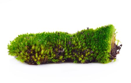 Green moss isolated on white bakgroundの写真素材