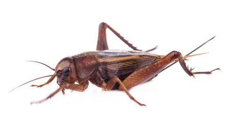 crickets isolated on white background.の写真素材