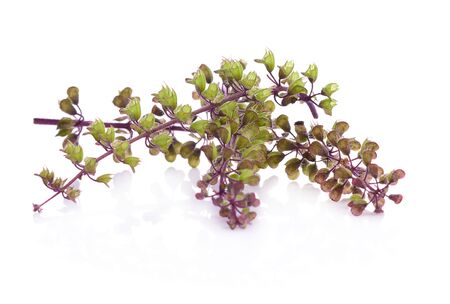 Basil flowers isolated on a white background.の写真素材