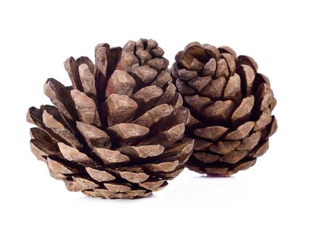 brown pine cone isolated on white backgroundの写真素材