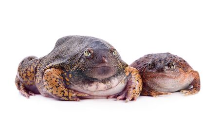 species of bullfrog, probably Rana catesbeianaの写真素材