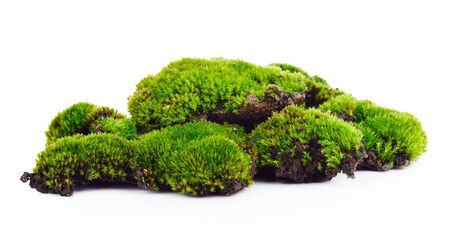 Green moss isolated on white bakgroundの写真素材