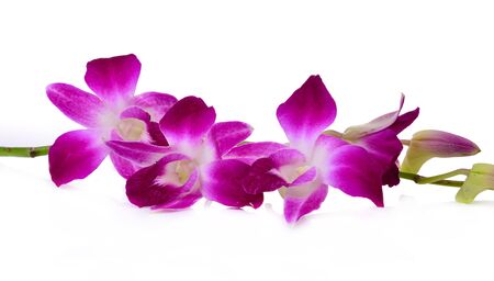 purple orchid flower isolated on white background.の写真素材