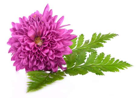 Magenta chrysanthemum isolated on white backgroundの写真素材