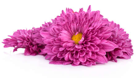 Magenta chrysanthemum isolated on white backgroundの写真素材