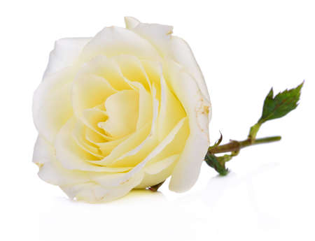 white roses  isolated on white backgroundの写真素材