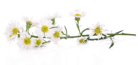 White cutter flower on white background.の写真素材
