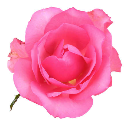 Pink roses on white backgroundの写真素材