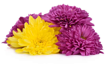 Magenta chrysanthemum isolated on white backgroundの写真素材