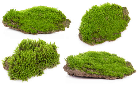 Set Green moss isolated on white bakgroundの写真素材