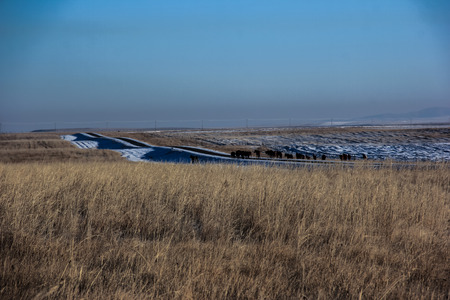 wide field with horse