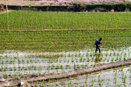 paddy field のeditorial素材