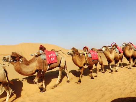 Maiji Mountainのeditorial素材