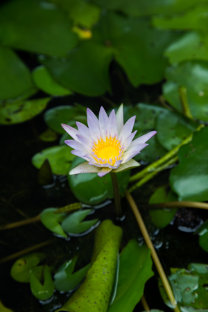 Purple lotus  and green leavesの写真素材