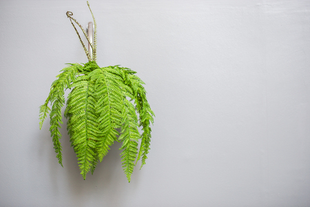 Fern lamp on wallの写真素材