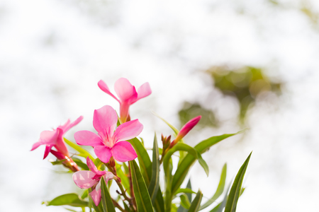 Blur pink flowers
