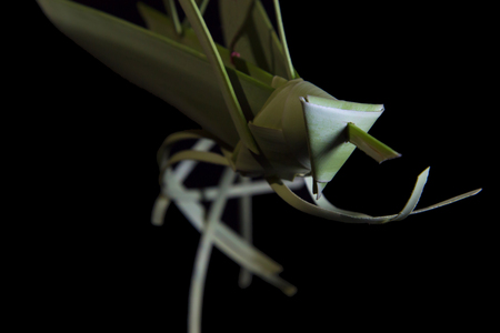 Grasshoppers made of coconut leavesの写真素材