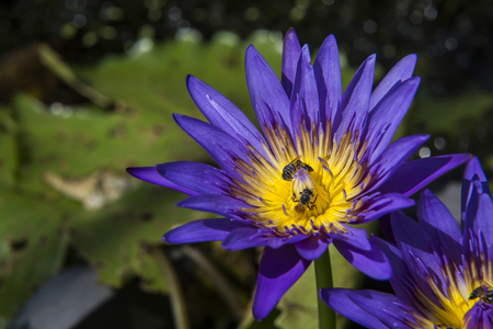 Closeup lotus bee swarmの写真素材