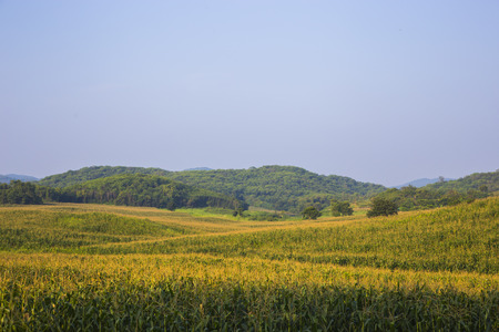 Corn field and Mountain