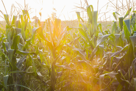 Green corn field at sunsetの写真素材