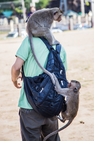 Cute little monkey inspects a tourist backpackの写真素材
