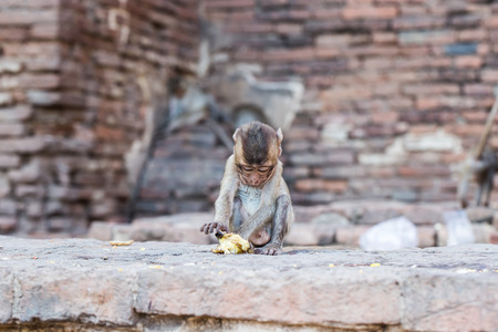 monkeys in the ancient temple in Lopburi city,Thailandの写真素材