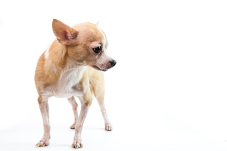 Cute Chihuahua on White Backgroundの写真素材