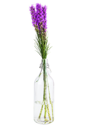 liatris and bottle on white backgroundの写真素材