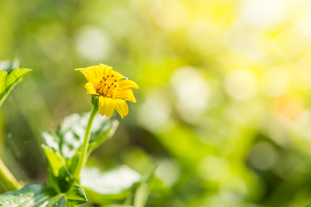 Close up flowers backgroundの写真素材
