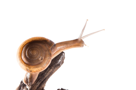 Snail,snail crawling on the wood,snail on the wood,snail close-upの写真素材