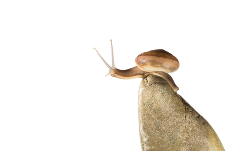Snail,snail crawling on the stone,snail on the stone,snail close-upの写真素材