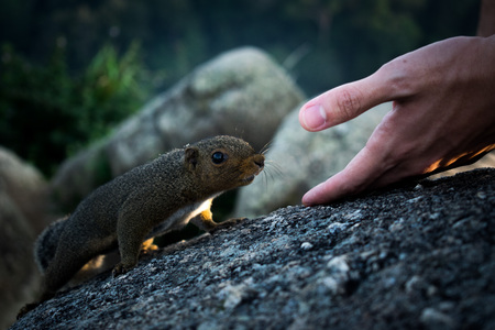 Curious squirrelの写真素材