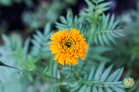 flowerssの写真素材