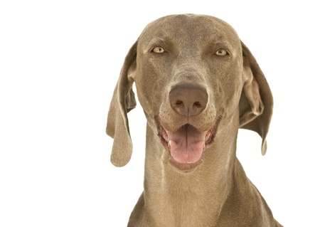 Close-up to a happy dog, purebred hunting Weimaraner, also known as silvery-gray, gray ghost or silver ghost, isolated over white backgroundの写真素材