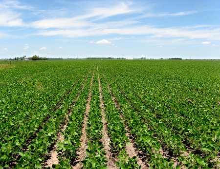 Field with intensive farming of soy beanの写真素材