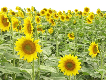 Field of Sunflowersの写真素材