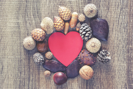 Various forest kernels and seeds. Cross processed image with shallow depth of fieldの写真素材