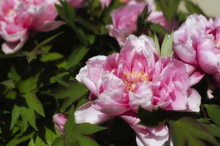 Pink Flowerの写真素材