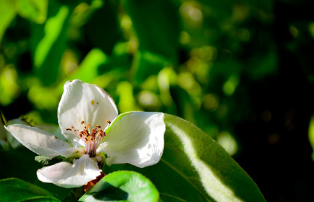 White Flowerの写真素材