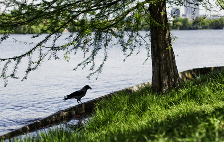 Crow By Herastrau Lakeの写真素材