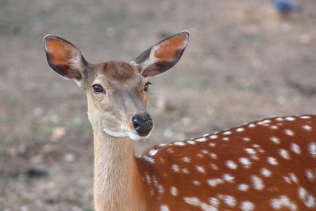 Young sika deer on a gray backgroundの写真素材