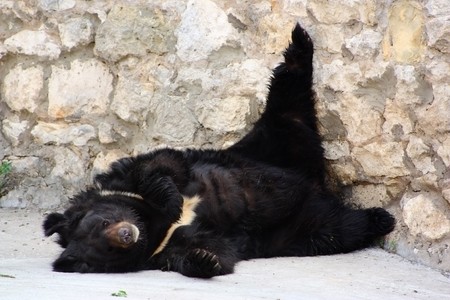White-chested bear having a rest on stonesの写真素材