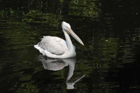 Floating on lake in the Moscow zoo a white pelicanの写真素材