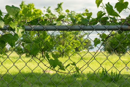 Leaf on Fence on a Summer Dayの写真素材