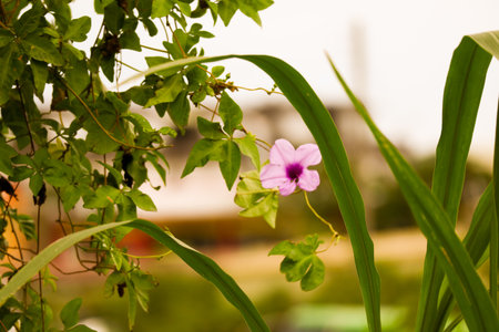 Colorful Flowers In Bloom Backgroundの写真素材