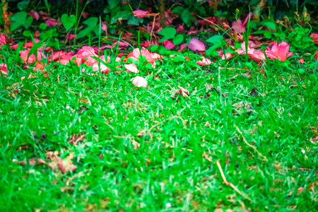 pink flowers in the green gardenの写真素材