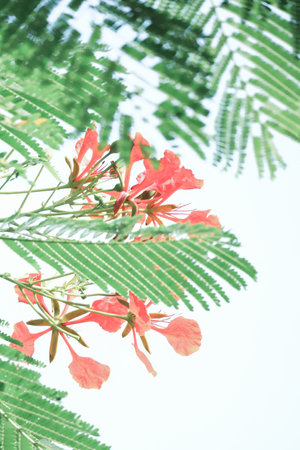 Beauty red flowers green leaves in the gardenの写真素材