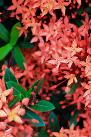 Red Flower In Bloom Backgroundの写真素材