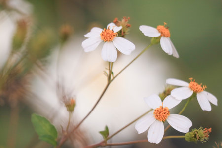 Cute White Daisy Flower In Bloom Background